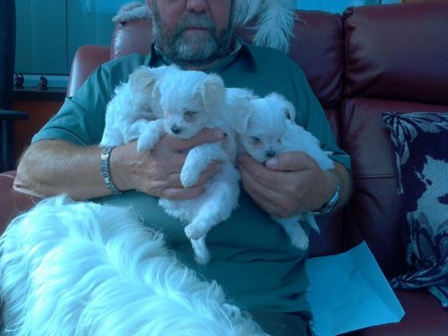 lovely maltese puppies for a new home