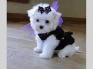 Teacup Maltese Puppies Text Us At (***) ***-***3