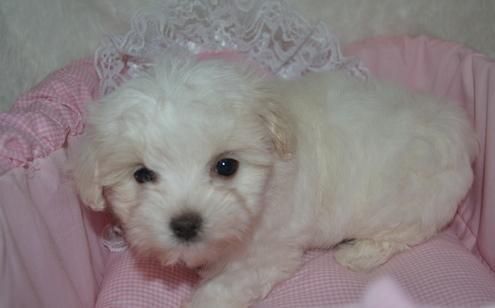 Adorable party Maltese
