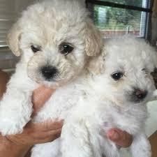 Male And Female Maltese For Adoption Asap