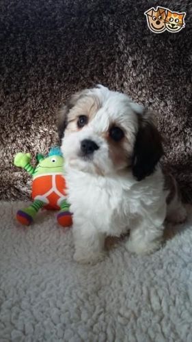 Maltese Puppies Tex /call ***