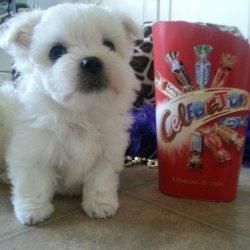 Very Sweet Charming Maltese Puppies
