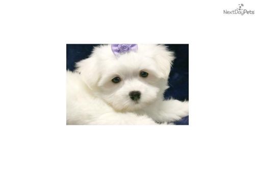 Tea cup maltese puppies for adoption
