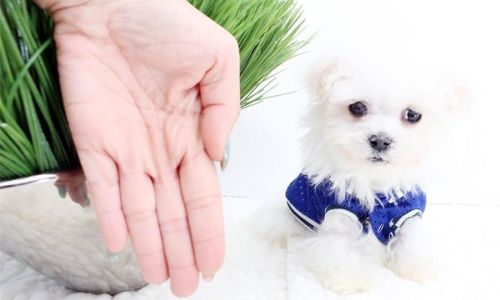 Maltese puppies available for sale now AKC