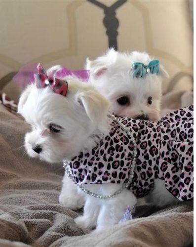 Adorable outstanding Maltese puppies
