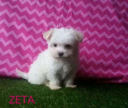 Zeta Maltese ***