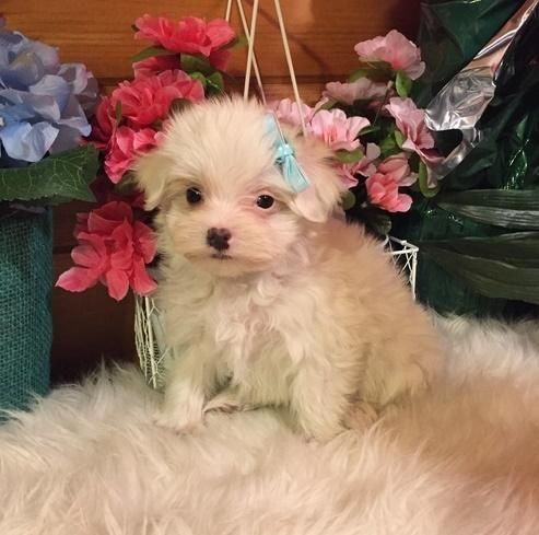 Stunning Genuine Teacup Maltese Puppies Available