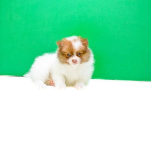 Priceless White Pomeranian Puppy