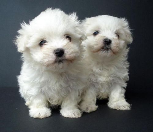 Teacup Maltese puppies for sale
