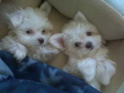 Adorable outstanding Maltese puppies