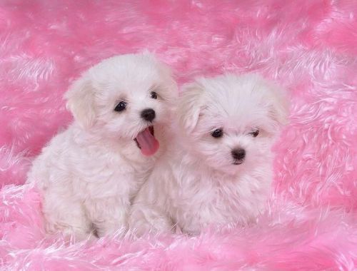 Two Teacup Maltese Puppies Needs A New Family
