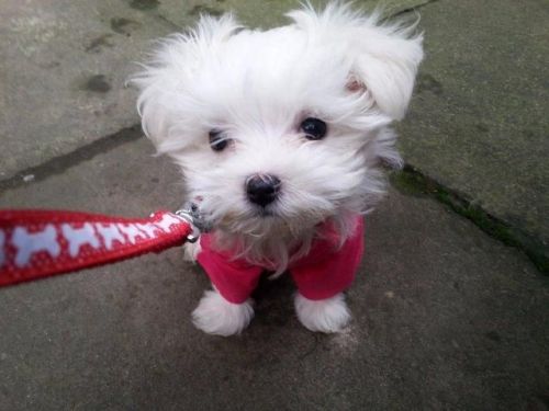 Nicely Maltese Puppies