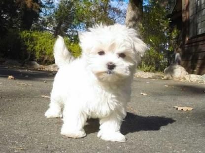 Male Maltese Puppies