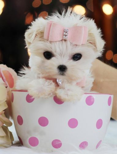 Tiny Gorgeous Maltese Puppies-puppy Financing Now!