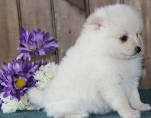 Maltese Puppies***