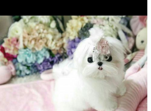 Micro Teacup Male Maltese Available!