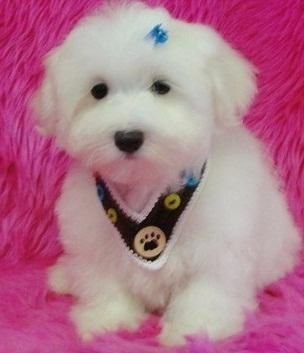 Super Adorable Maltese Puppies