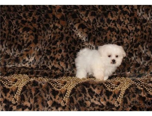 Splendid Maltese Puppies. Text ***