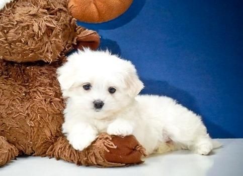 Beautiful Teacup Maltese Boy And Girl Puppies