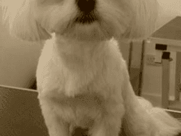 Maltese Puppies for sale in Minneapolis, MN, USA. price: $200