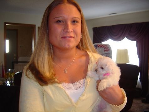 Awesome T-cup Maltese Puppies Available