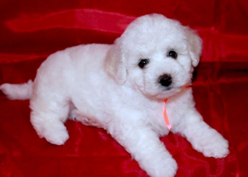 Beautiful Tiny Female Maltese ***