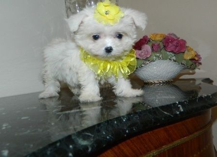 Adorable Angel baby Maltese Puppies