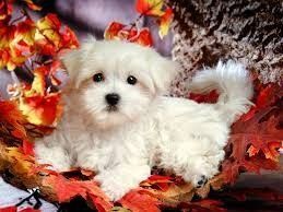 Healthy Maltese puppies available