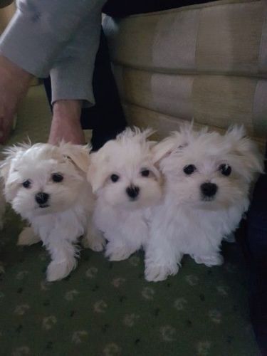Maltese, Available Now text us at #(***) ***-***1