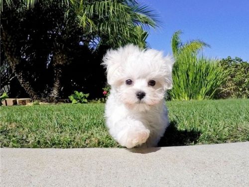 Quality Maltese Puppies