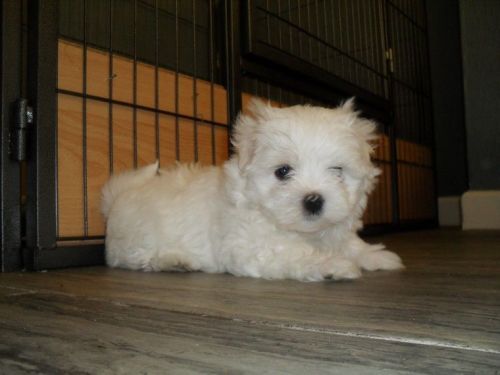Top Class Maltese Puppies Available