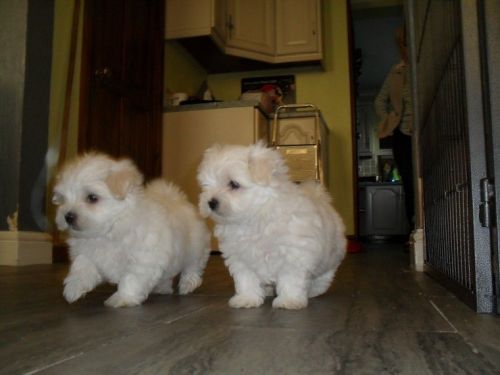 Maltese puppies for Adoption