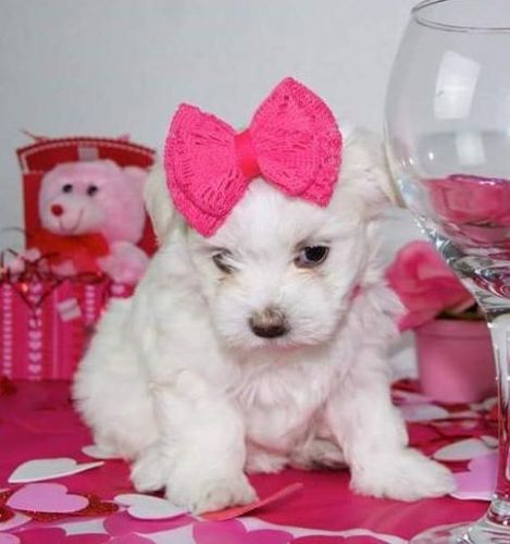 Male and Female Maltese Puppy available call/text *** -***- ***3