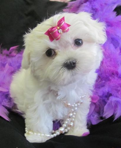 Awesome T-Cup Maltese Puppies Available