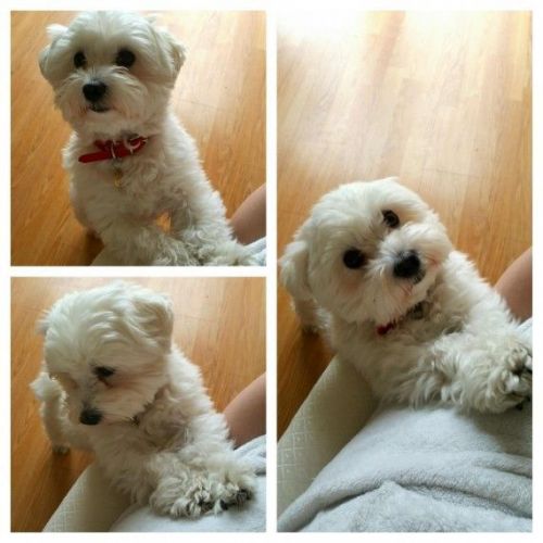 Beautiful Maltese puppies for adoption.