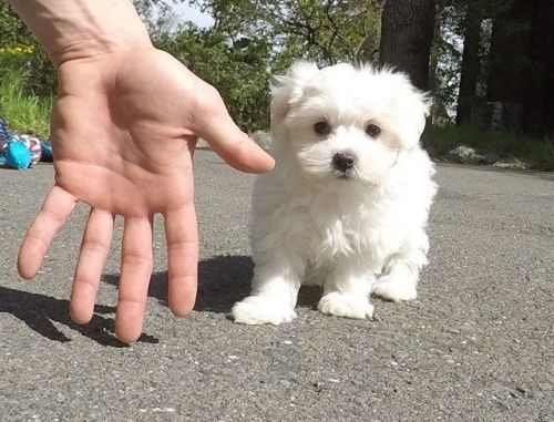 Maltese puppies ready now(***) *** ***6