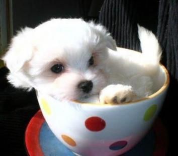 AKC AND CKC REG. Maltese (teacup