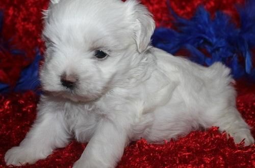 adorable maltse for sale