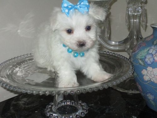 Maltese , Tiny Toy Size Babies