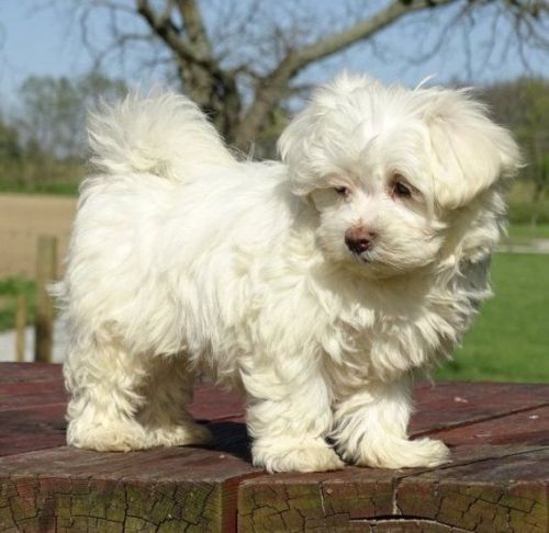 adorable as a puppy (***) ***-***4