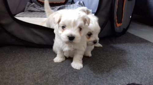Beautiful Maltese Puppies For Sale