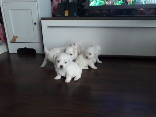 Handsome Kc Reg Maltese Terrier Stud