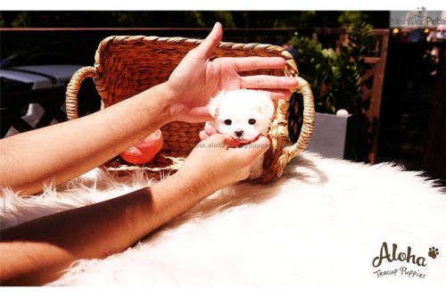 Teacup Maltese - Tammy *SALES PROMOTION*