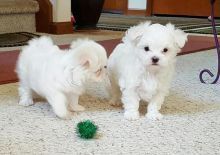 Maltese Puppies for sale in Allen St, New York, NY 10002, USA. price: NA