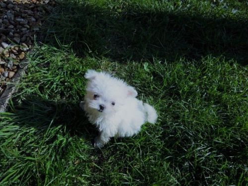 Mega Tiny Maltese Boy & Girl