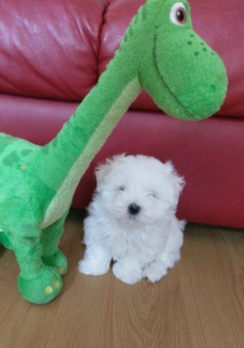 Stunning Pedigree Maltese Puppies