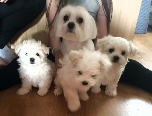 maltese puppies for sale
