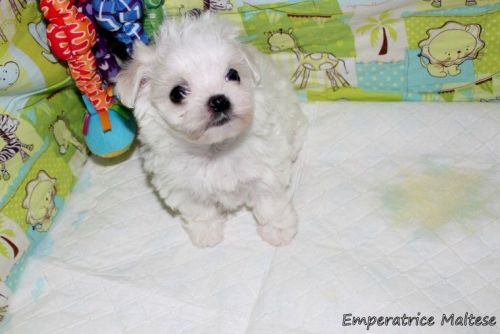 Pretty Petite Maltese Girl