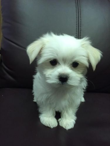 amazing Maltese puppies