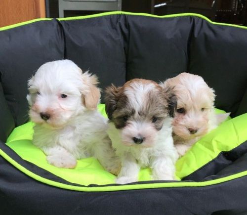 Absolutely Beautiful Maltipoos Puppies F1